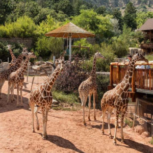 Read more about the article Cheyenne Mountain Zoo