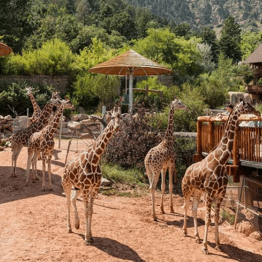 5 must-see things to do in colorado springs