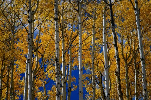 Fall Foliage in Colorado Springs