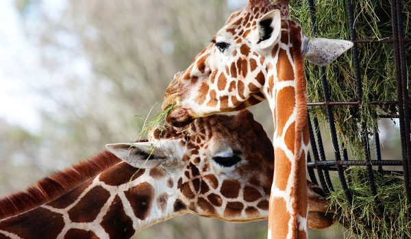 Colorado Springs Cheyenne Mountain Zoo